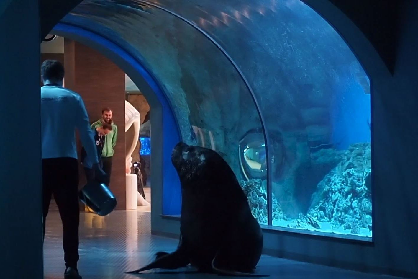 Морской лев проверил готовность «Москвариума» на ВДНХ к открытию для посетителей